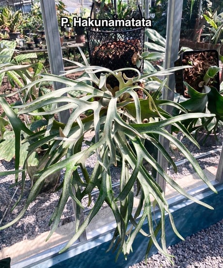 ビカクシダ　P,Doi　tung　由来のハッキリした株分け品 ビカクシダ P,Doi tung 由来のハッキリした株分け品