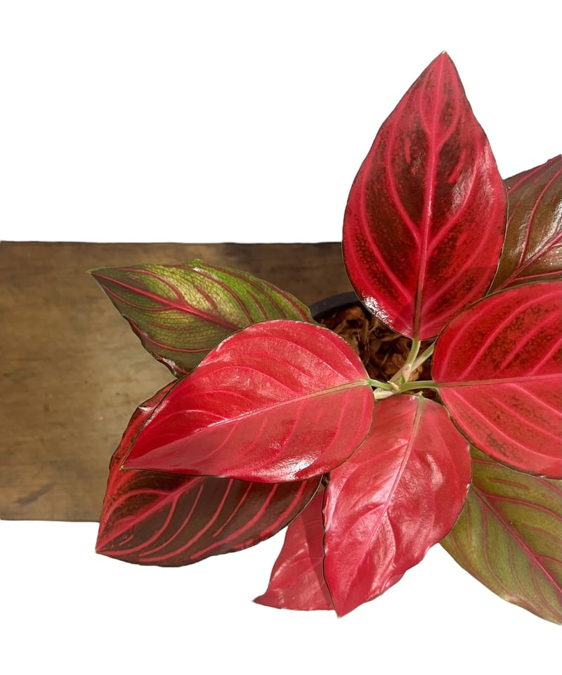 アグラオネマ レッド ベイン 「Aglaonema Red Vein」2U | SHOUCHI
