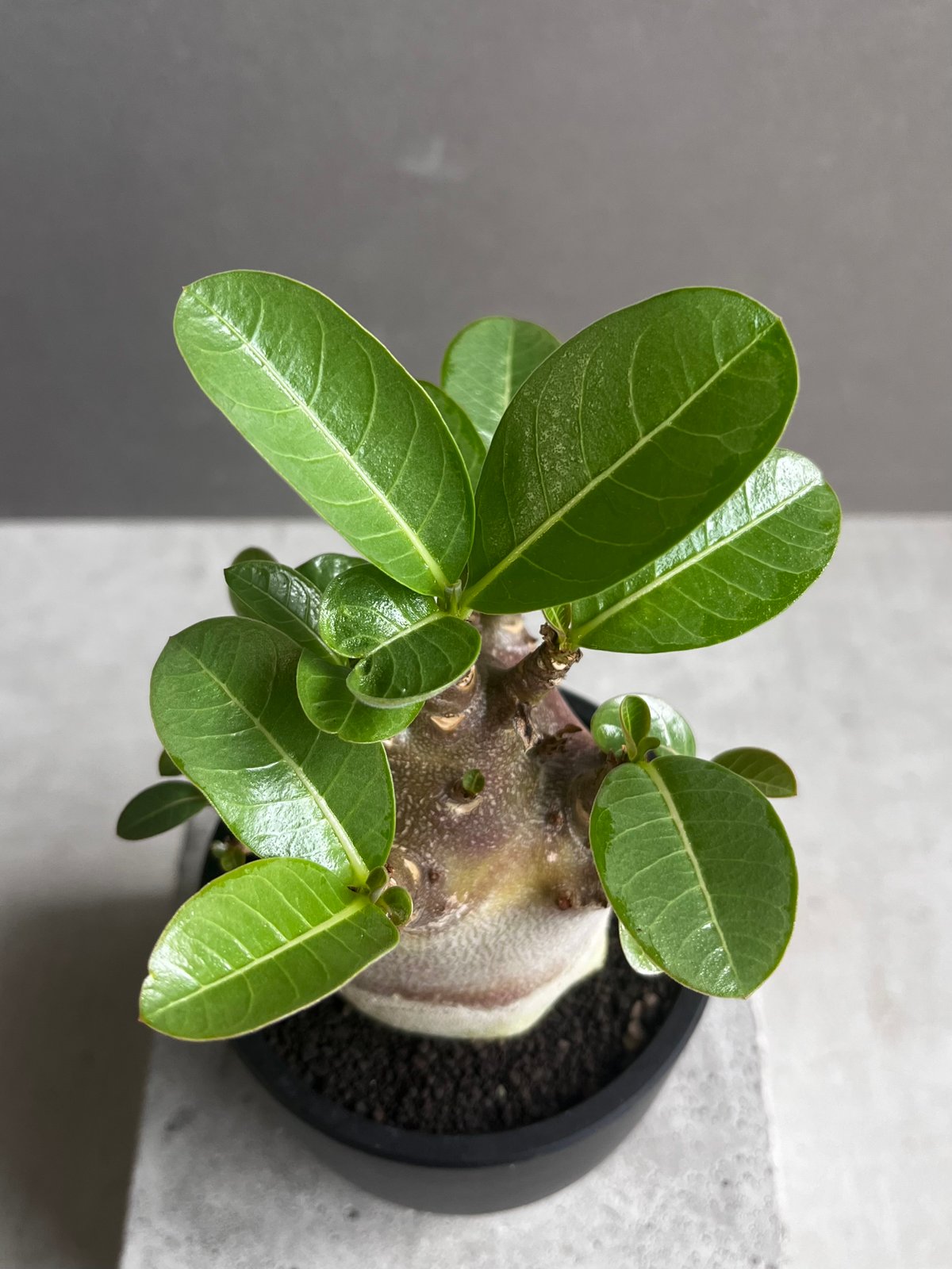 アデニウム アラビカム スーパー ドワーフ “ブラック” 「Adenium