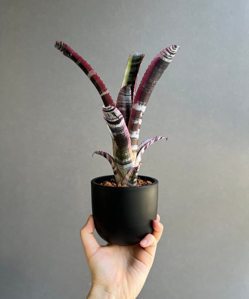 エクメア オットー 「Aechmea Otto」15C | SHOUCHIKUEN