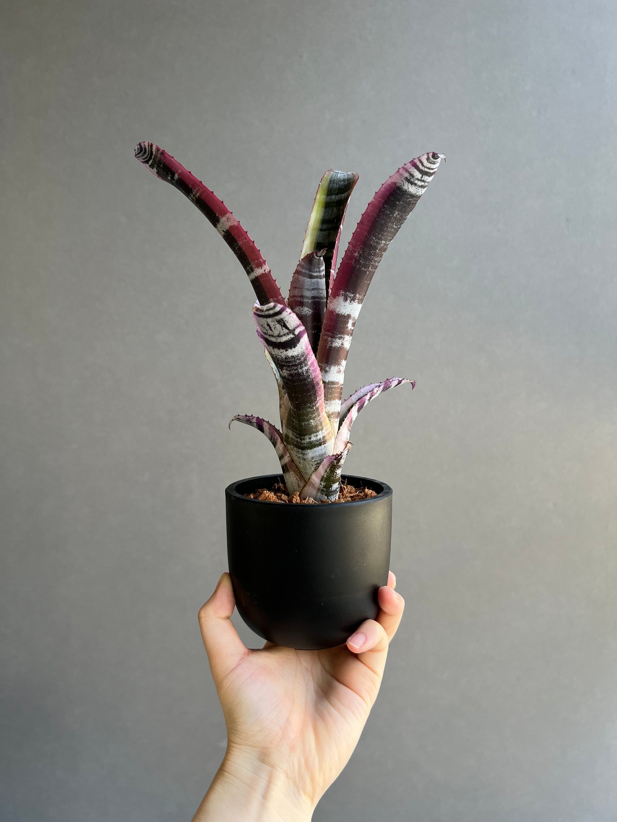 ブロメリア・エアープランツ Aechmea Otto Aechmea Otto 【artPLANTs】エクメア/タンクブロメリア | artPLANTs