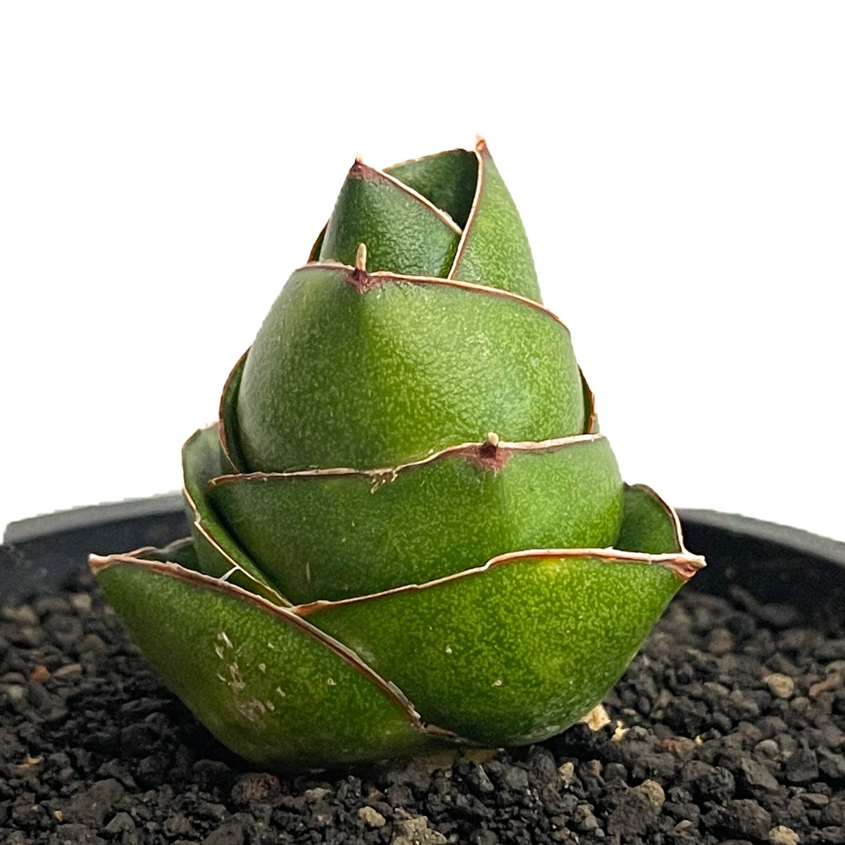 サンセベリア アンヤマニー ハイブリッド SP020 ドワーフ タイプ