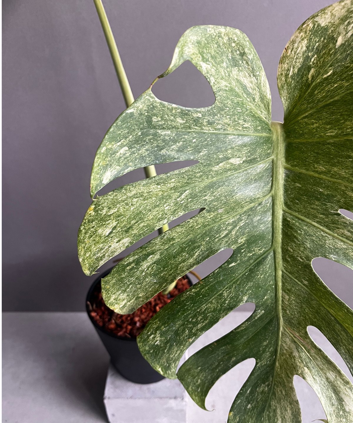 モンステラ プラチナム 「Monstera deliciosa var platinum」54 モンステラ プラチナム 「Monstera deliciosa var platinum」54