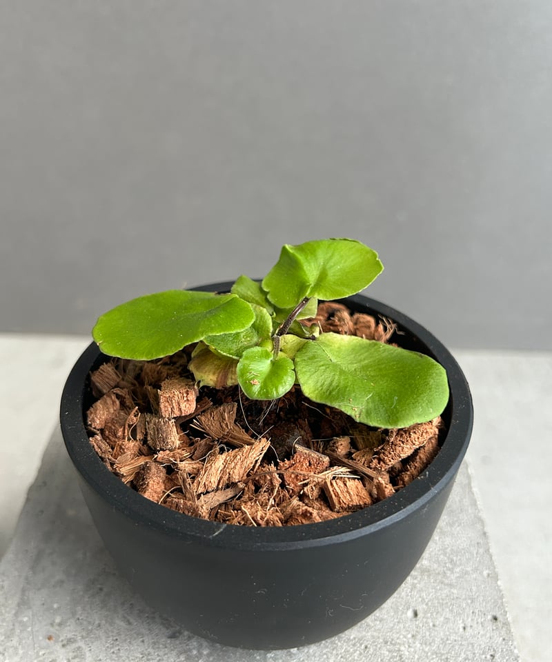 アスプレニウム デラバイ (フランチ) コペル 「Asplenium delavayi (Fr