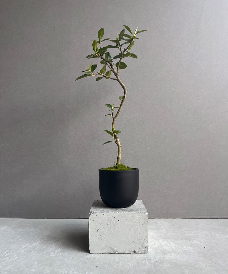 フィカス フランスゴムの木 “カービング” 「Ficus rubiginosa」37N | S