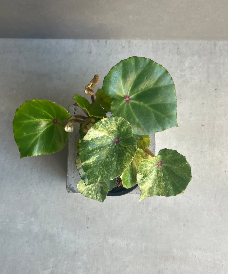 ベゴニアルージュ 斑入 「Begonia “Rouge”. Variegated」33N |