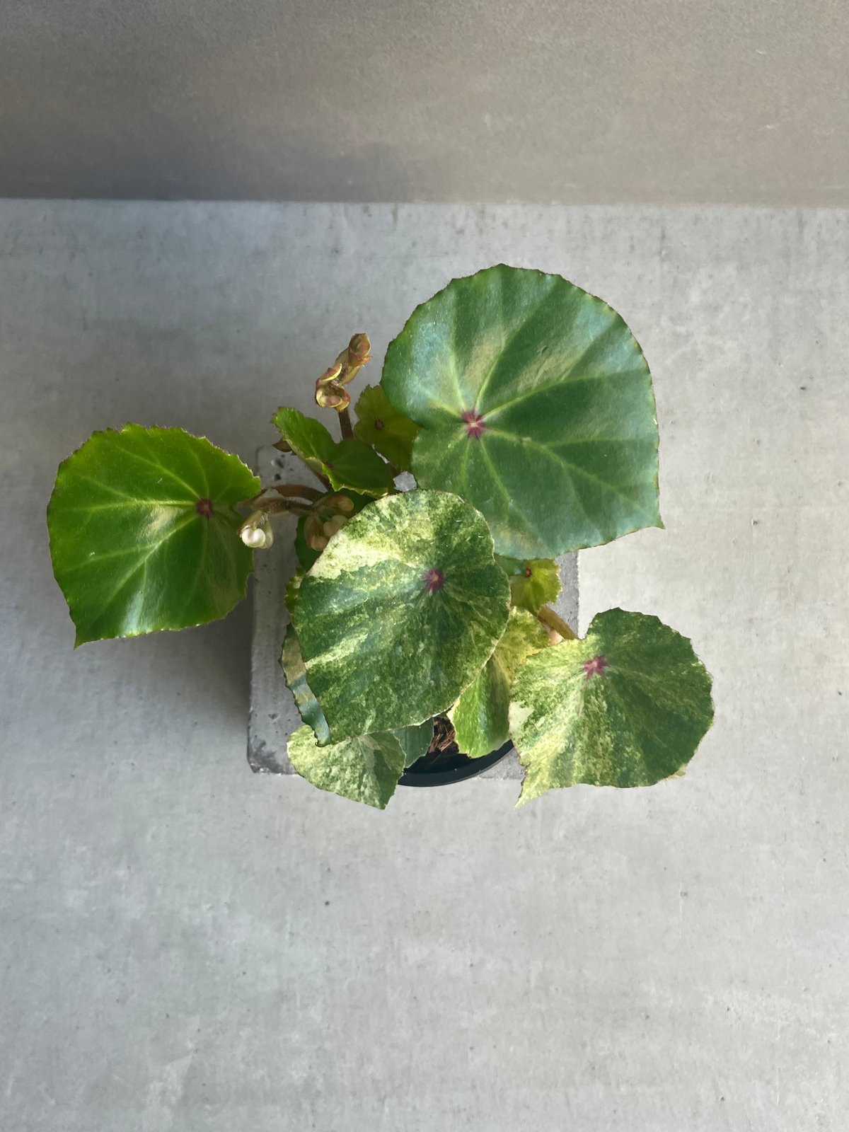 ベゴニアルージュ 斑入 「Begonia “Rouge”. Variegated」33N |
