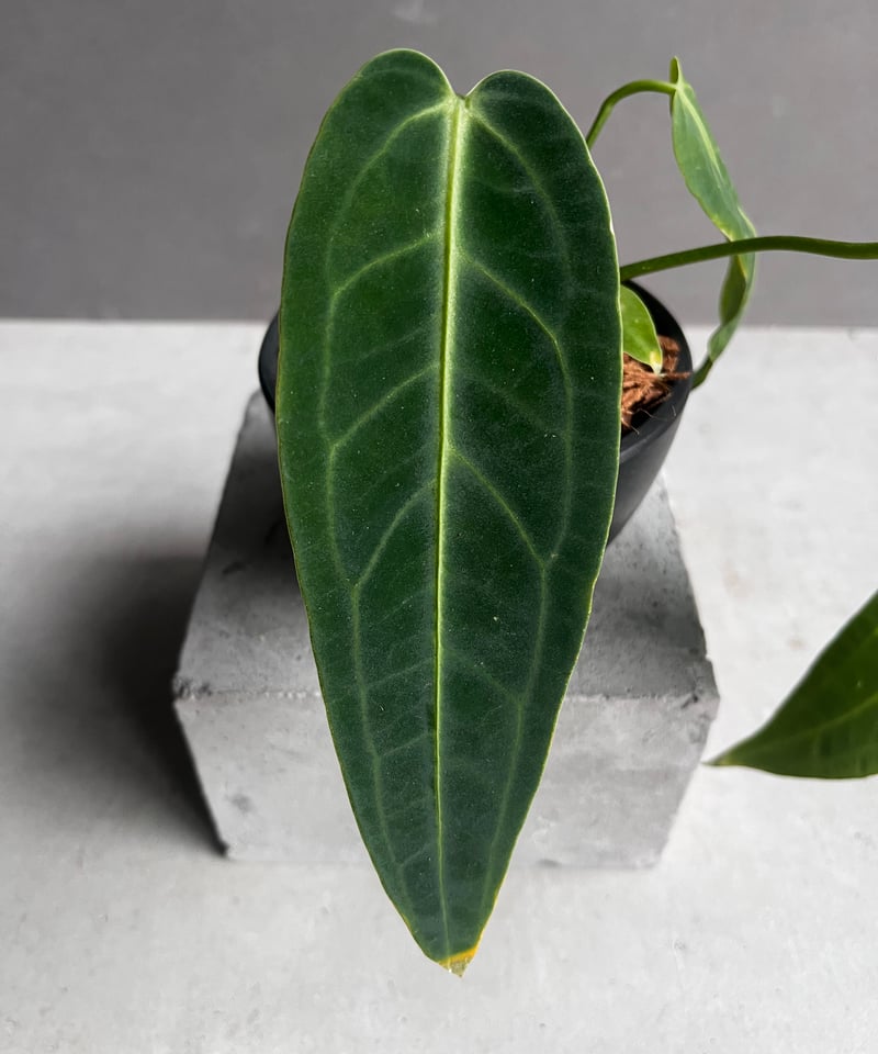 アンスリウム ワロクアナム ダーク&ナロー フォーム 「Anthurium アンスリウム ワロクアナム ダーク&ナロー フォーム 「Anthurium