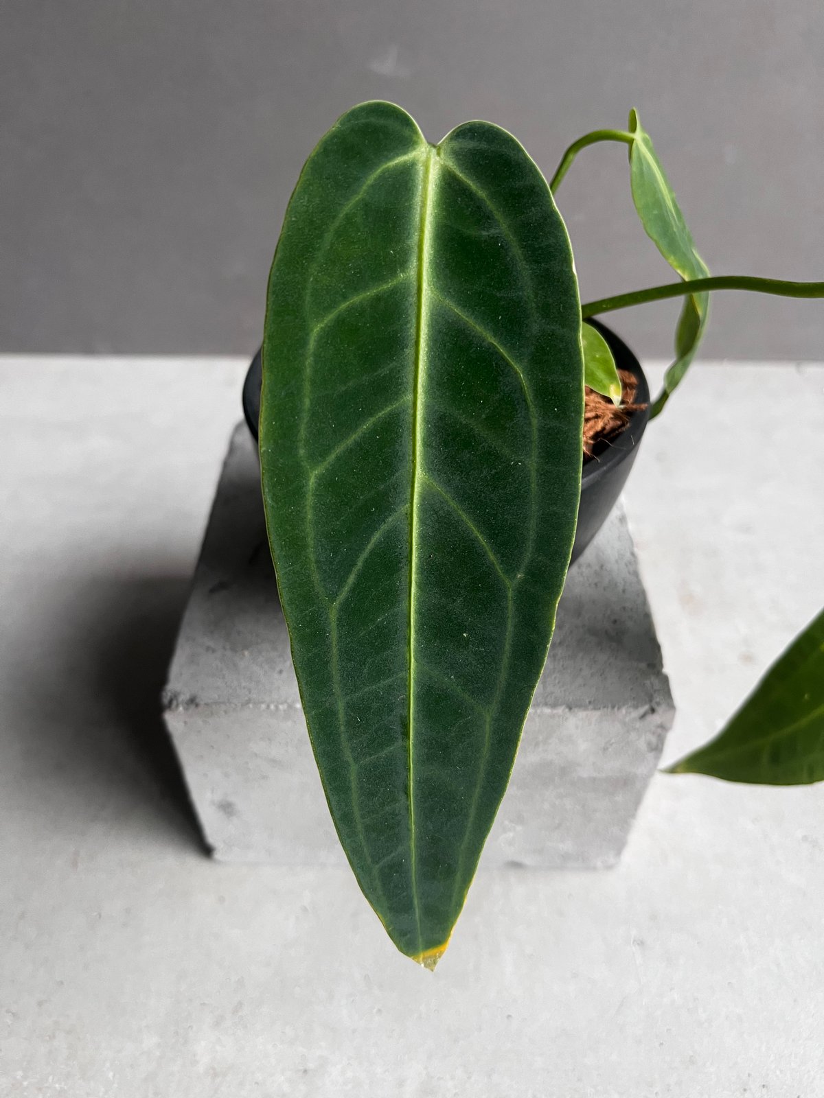 アンスリウム ワロクアナム ダーク&ナロー フォーム 「Anthurium アンスリウム ワロクアナム ダーク&ナロー フォーム 「Anthurium