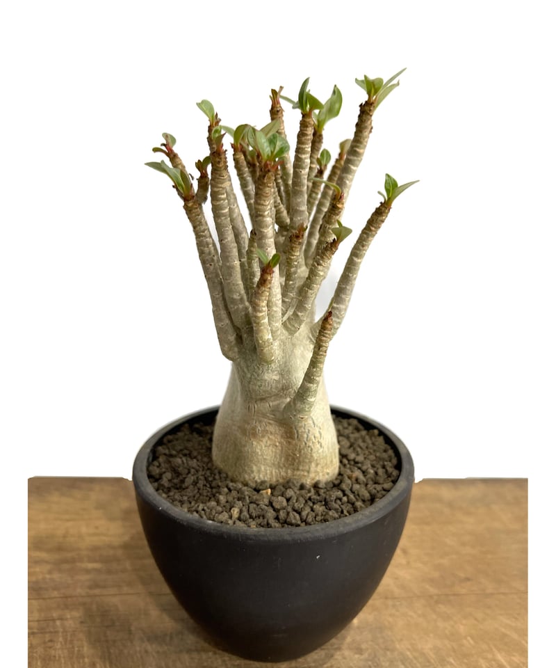 アデニウム アラビカム 選抜個体「Adenium Adenium “Select”」5/31