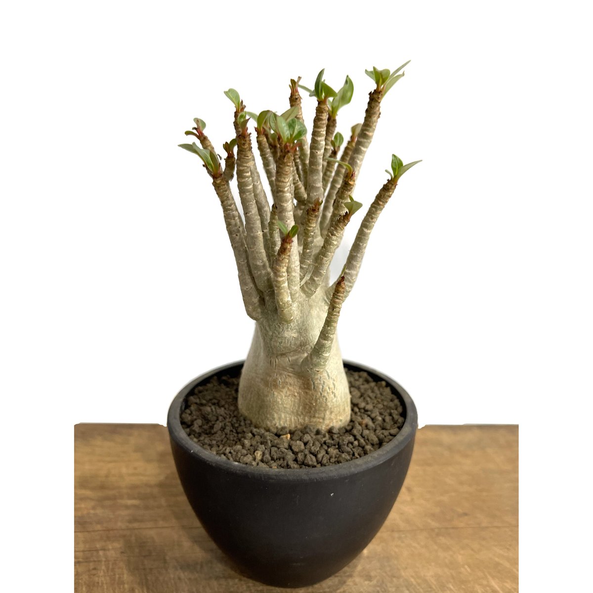 アデニウム アラビカム 選抜個体「Adenium Adenium “Select”」5/31