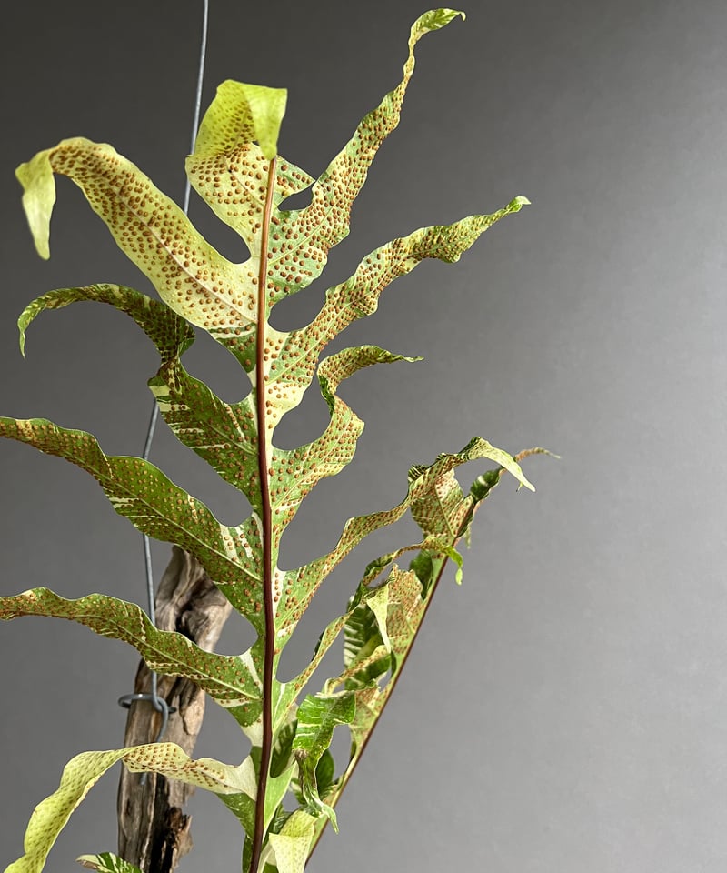 ドリナリア クエルシフォリア 斑入 「Drynaria quercifolia ドリナリア クエルシフォリア 斑入 「Drynaria quercifolia