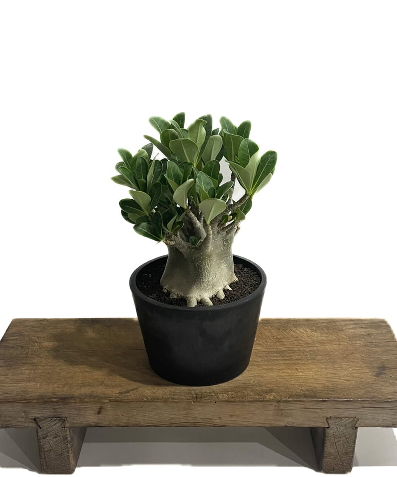 アデニウム アラビカム ドワーフ タイプ「Adenium arabicum dwarf ty