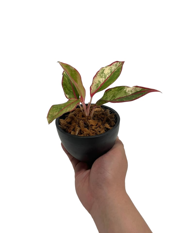 その他観葉植物 Aglaonema 3Colors Siam Aorora アグラオネマ サイアム オーロラ 斑入 「Aglaonema Siam Aurora Vari