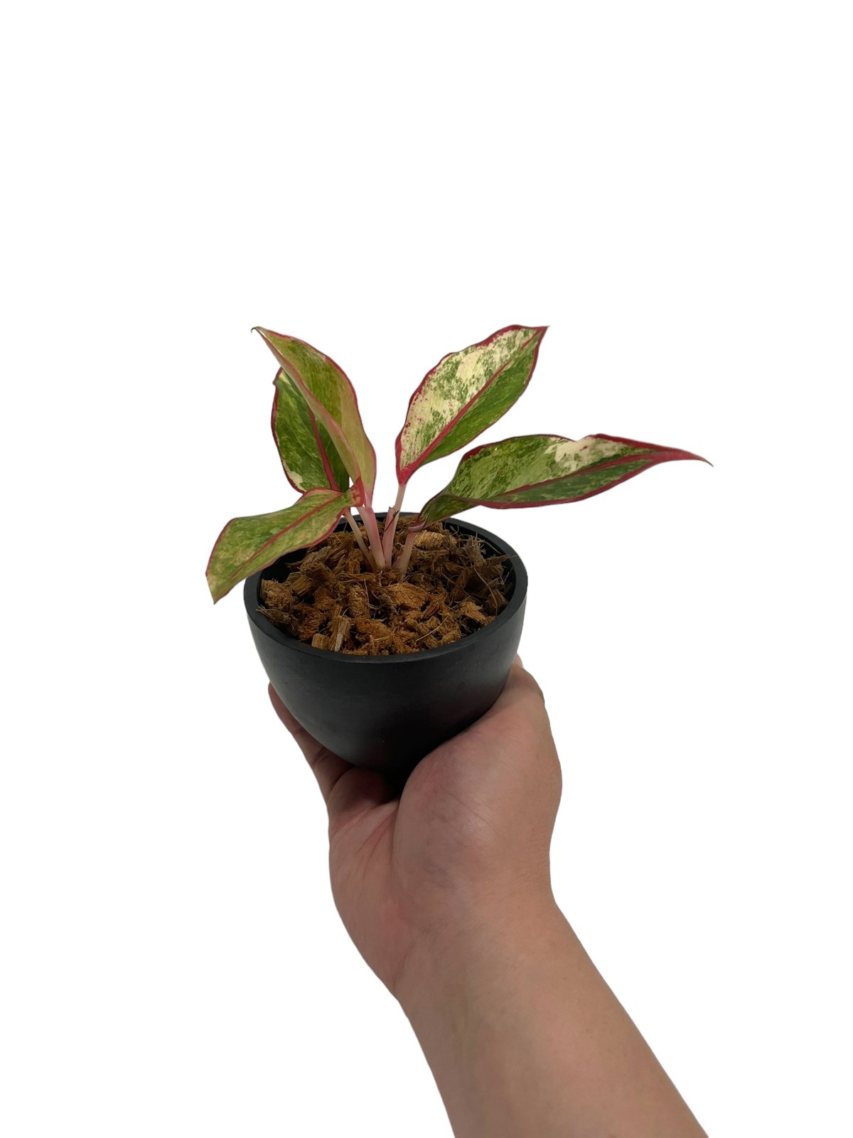 アグラオネマ サイアム オーロラ 斑入 「Aglaonema Siam Aurora Vari