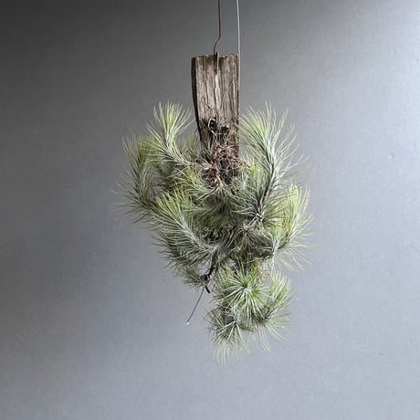 ティランジア | STORES