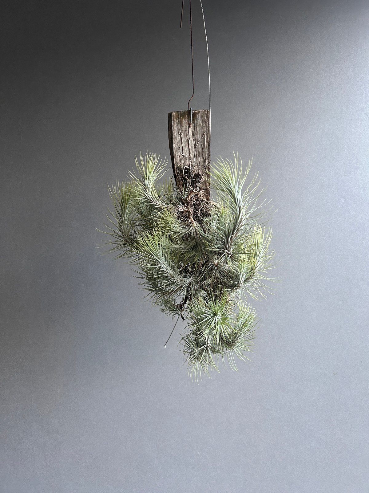 ティランジア フンキアナ クランプ 「Tillandsia funckiana clump」1