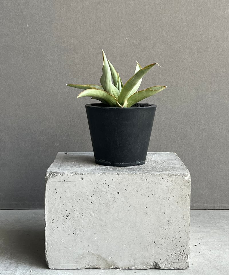 サンセベリア サイゴン 「Sansevieria Saigon (by Unyamanee