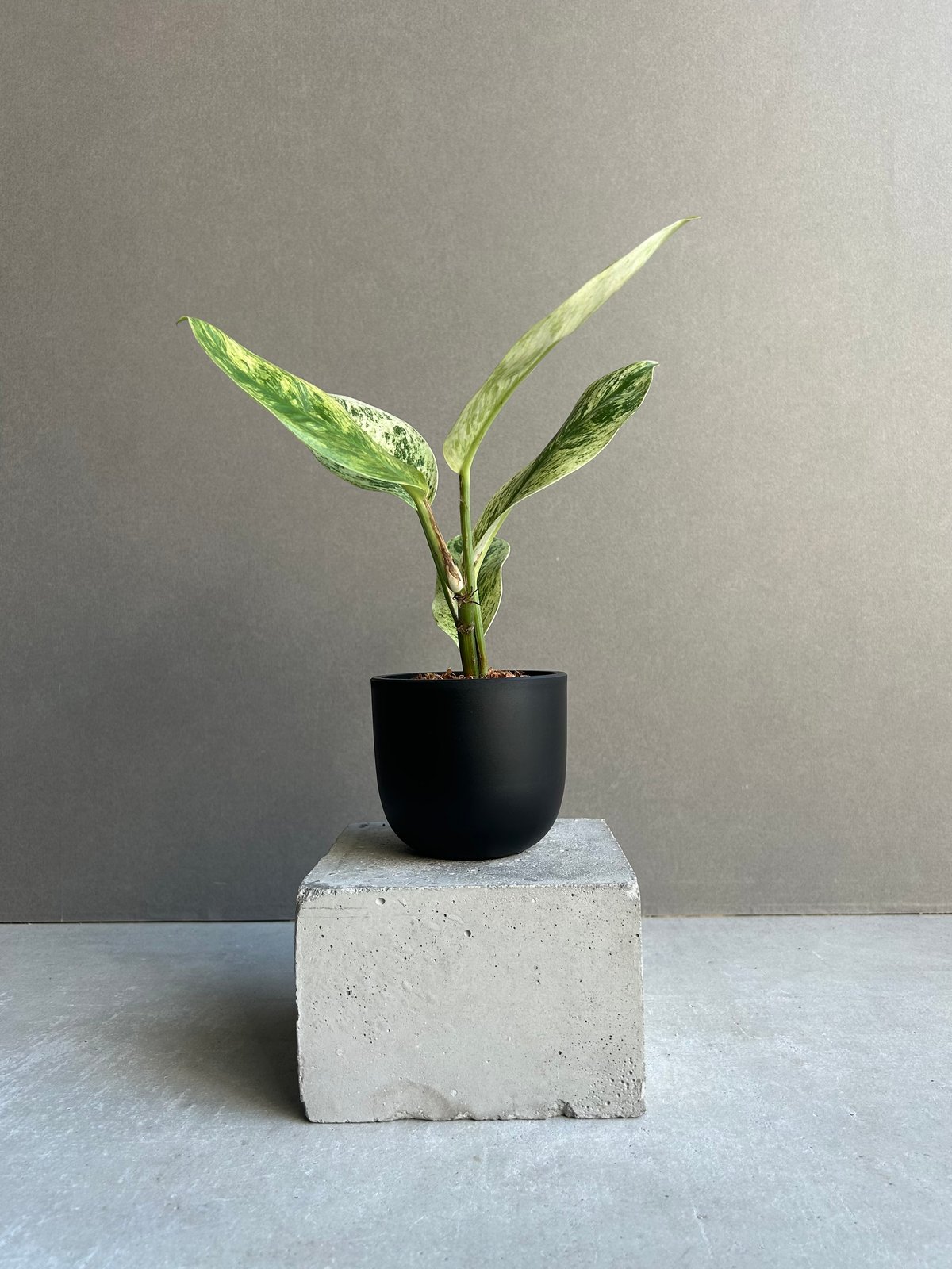 ラフィドフォラ メガスペルマ斑入「Rhaphidophora Megasperma varie