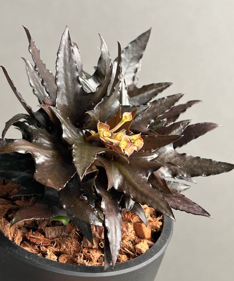 ユーフォルビア フランコイシー “エスプレッソ”「 Euphorbia