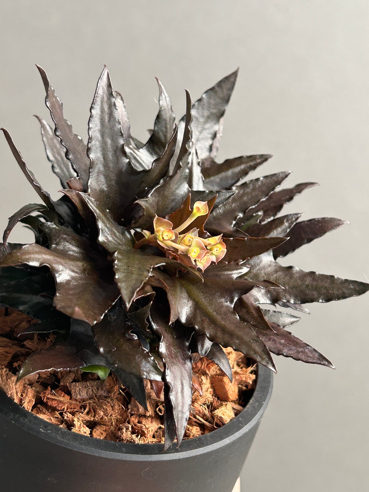 ユーフォルビア　フランコイシー　エスプレッソ ユーフォルビア フランコイシー “エスプレッソ”「 Euphorbia