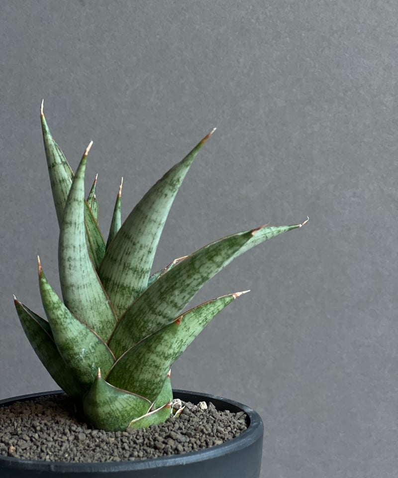 サンセベリア ロックマン 「Sansevieria Rock Man」86W | SHOUCH