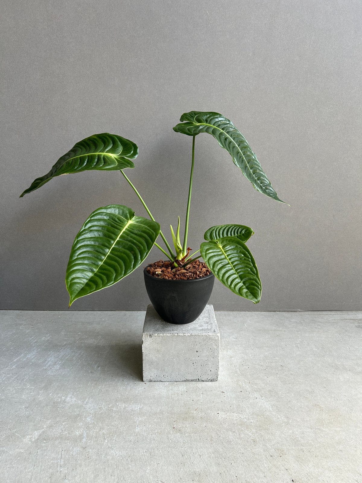 アンスリウム ベイチー 「Anthurium veitchii」30I | SHOUCHIKUEN