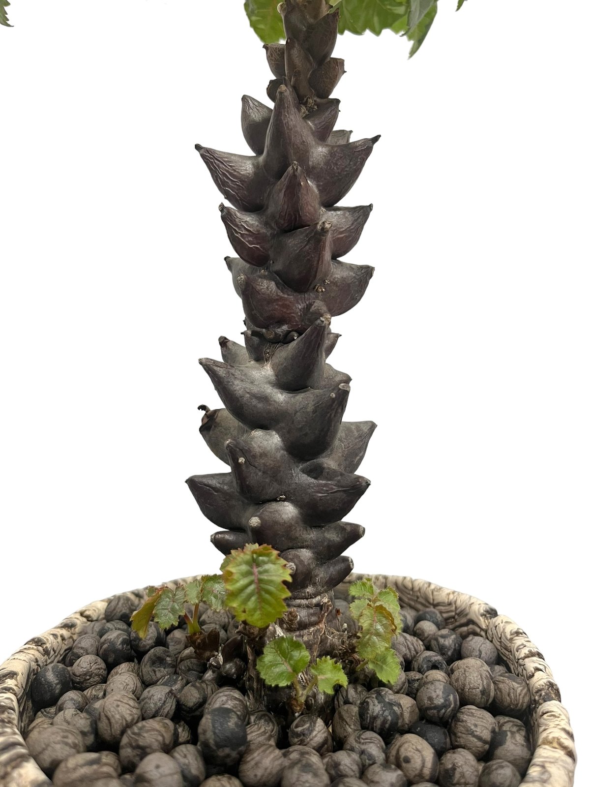 激レア 謎多き種 ベイセリア メキシカーナ 実生