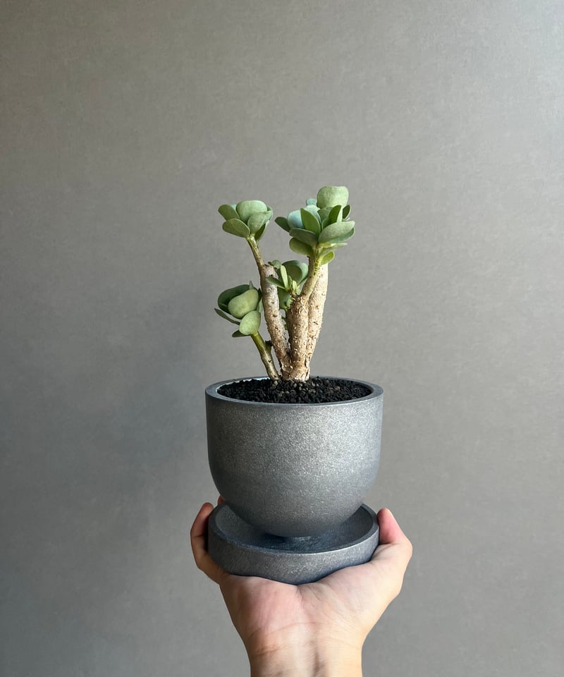 ポーチュラカ モロキニエンシス “多幸寿” + STAND BY ME Pot 「Portul