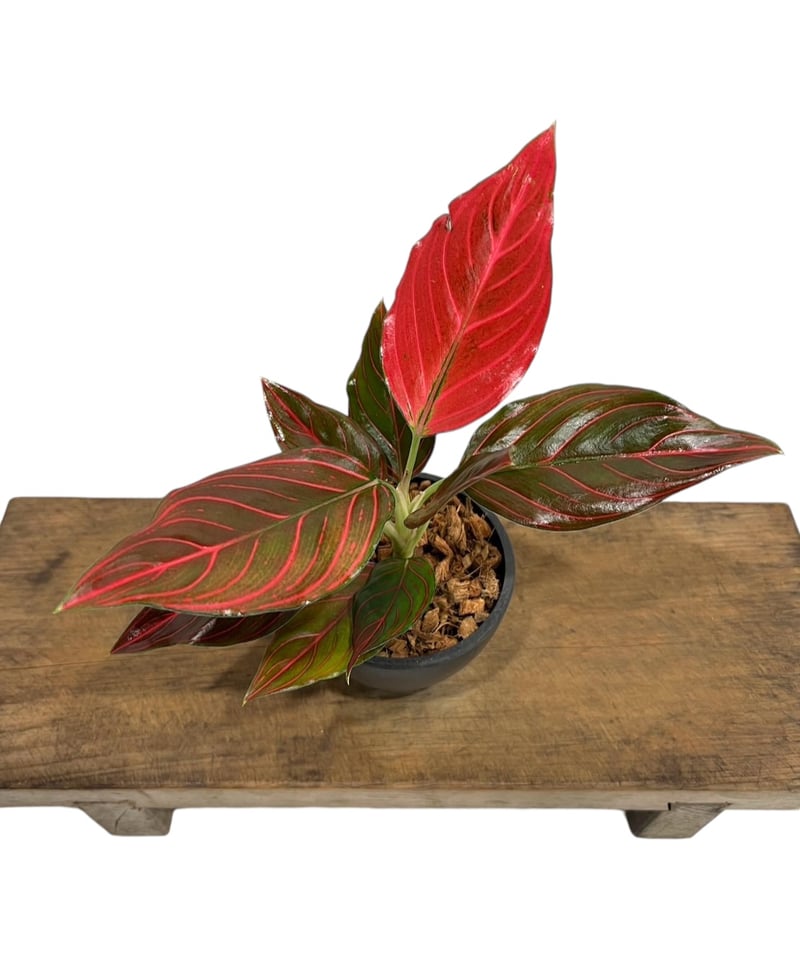 アグラオネマ レッド ベイン 「Aglaonema Red Vein」49S | SHOUCH