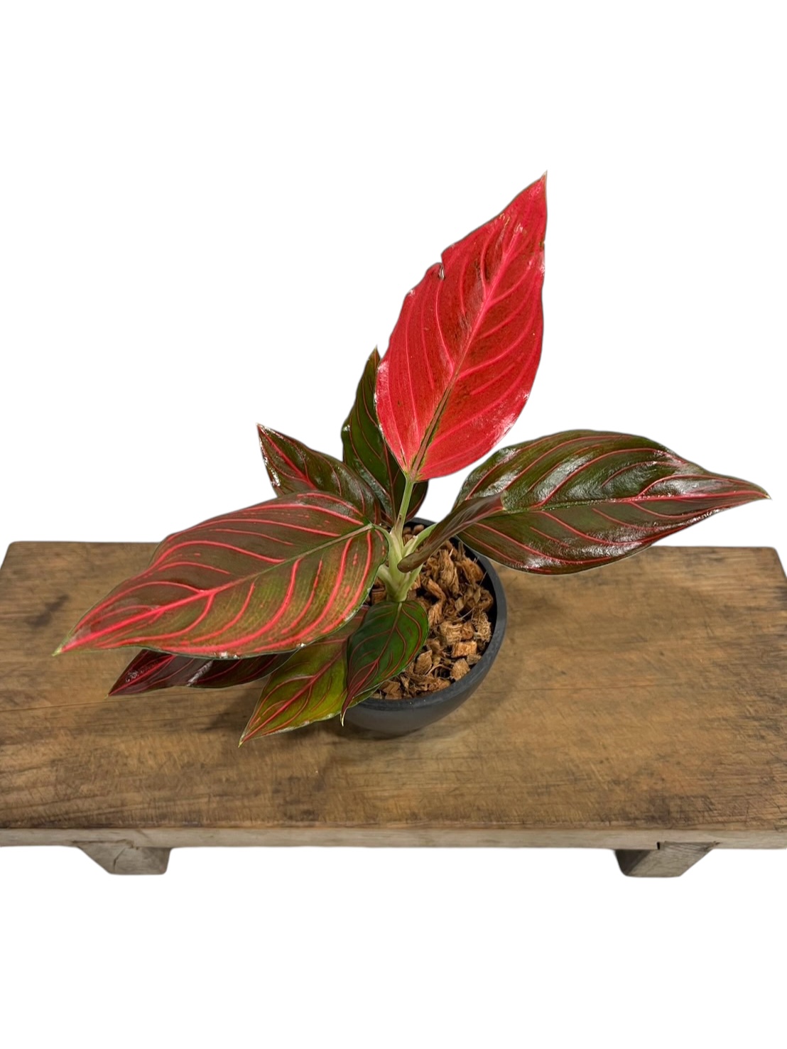 アグラオネマ レッドベイン ミューテーション 1株 アグラオネマ レッド ベイン 「Aglaonema Red Vein」49S | SHOUCH