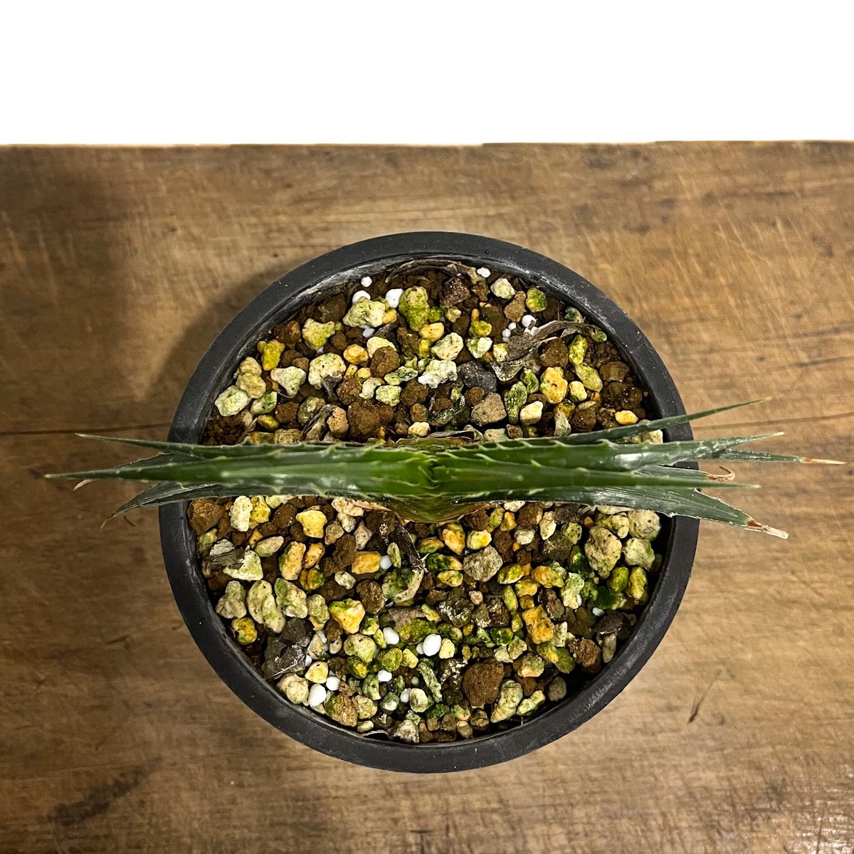 ディッキア スマイル (ドワーフ タイプ ハイブリッド)「Dyckia Smile