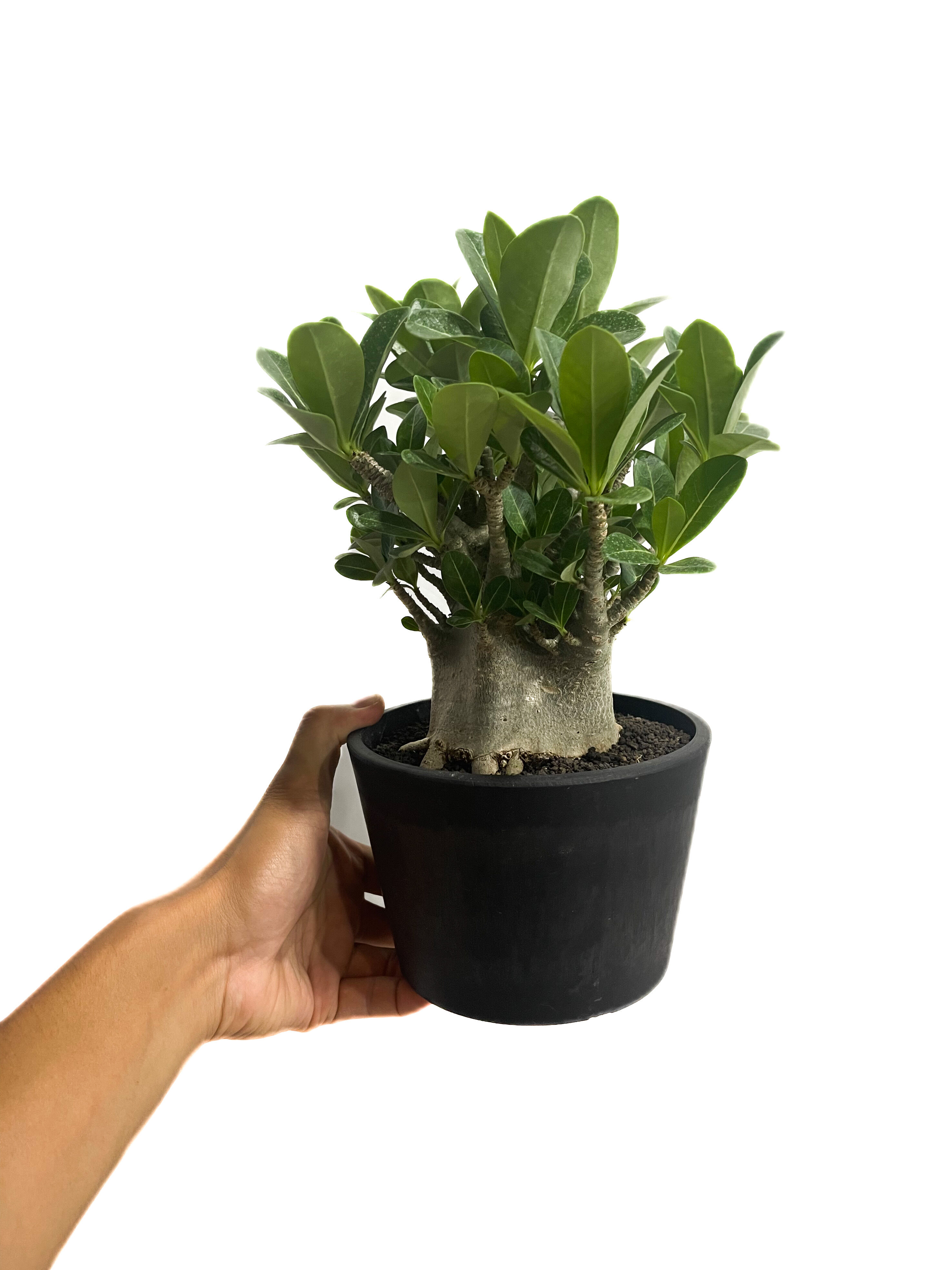 アデニウム アラビカム ドワーフ タイプ「Adenium arabicum dwarf ty