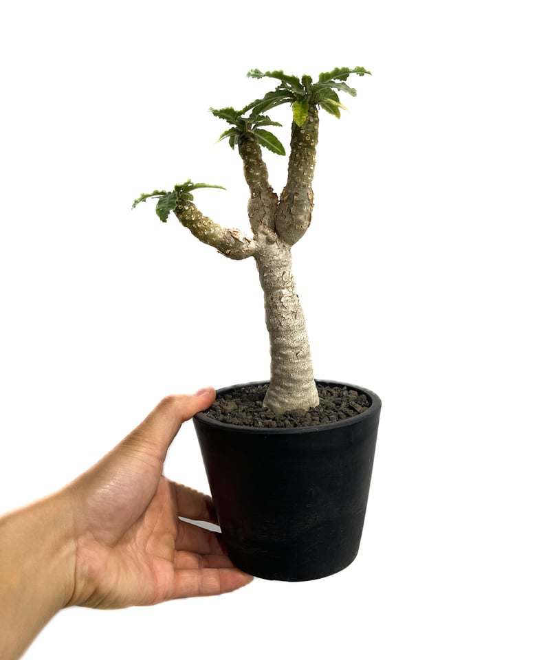 セ*ウ様 亀甲竜 セ*ウ様 亀甲竜 楽天市場】亀甲竜 きめちゃん様専用