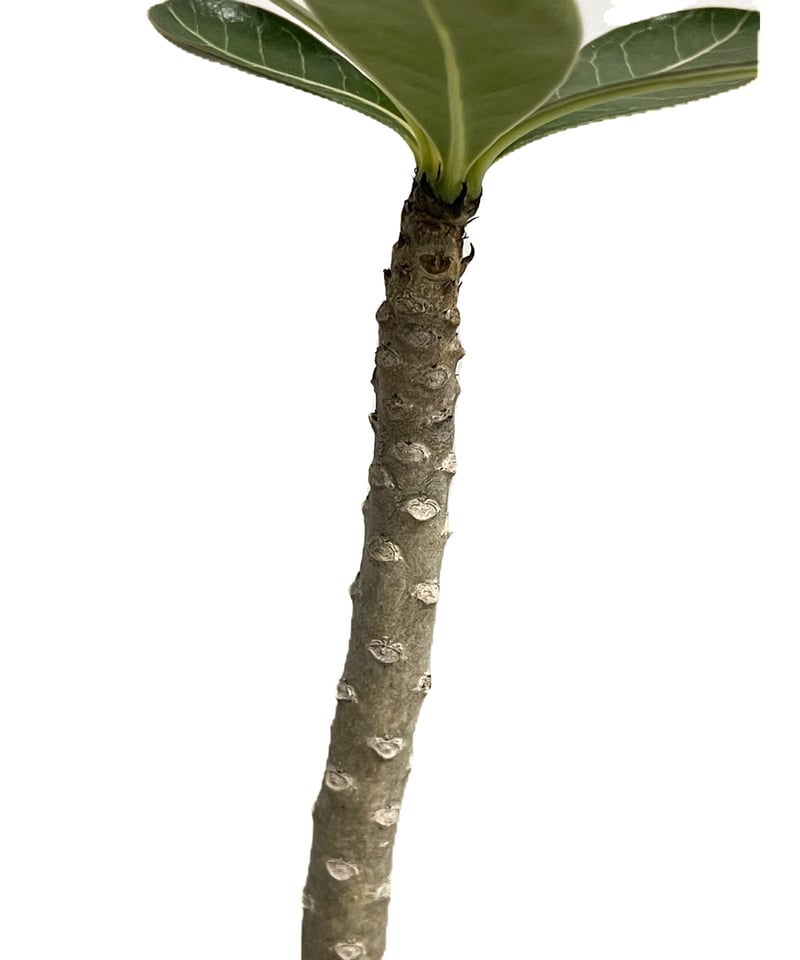 アデニウム ソコトラナム 「Adenium socotranum 」8/31-19C-2 |