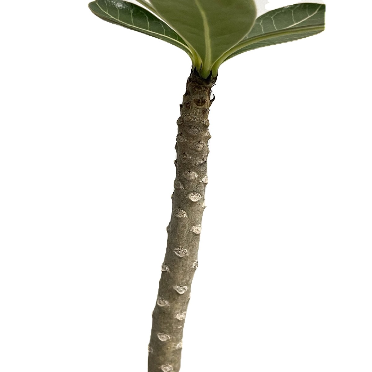 アデニウム ソコトラナム 「Adenium socotranum 」8/31-19C-2 |