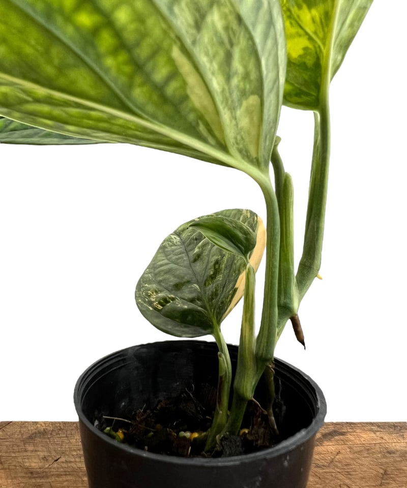 モンステラ カルステニアナム (ペルー) 斑入 「Monstera Karstenianum