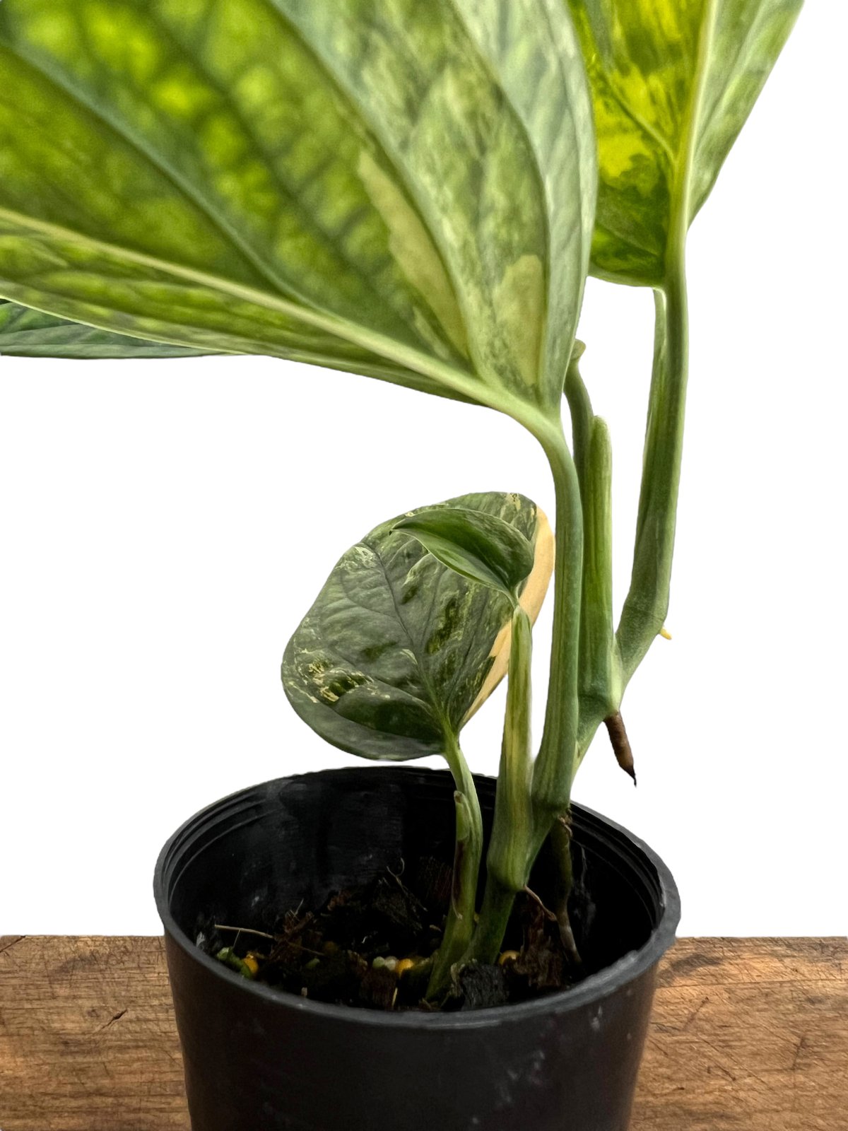 全斑入り モンステラ SP． ペルー 'バリエゲイテッド' ハーフムーン