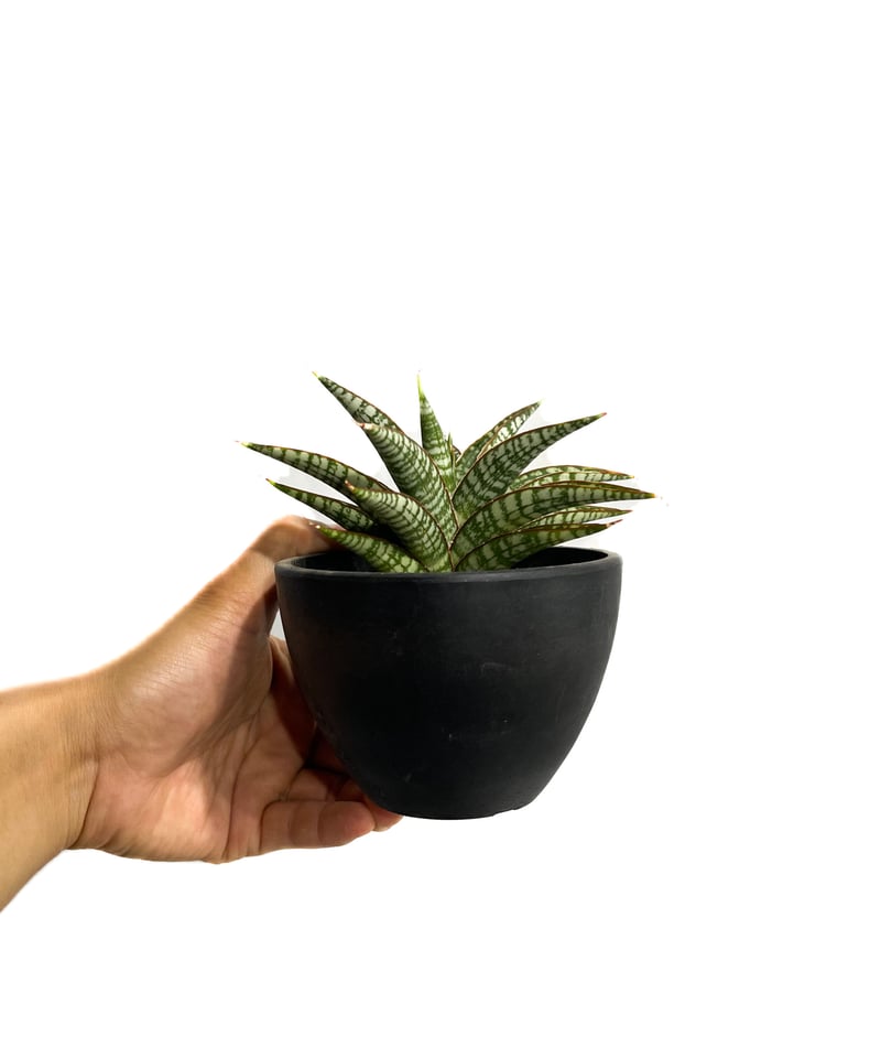 サンセベリア ブントゥン「Sansevieria Bunthung」7/1-896 | SHO サンセベリア ブントゥン「Sansevieria Bunthung」7/1-896 | SHO
