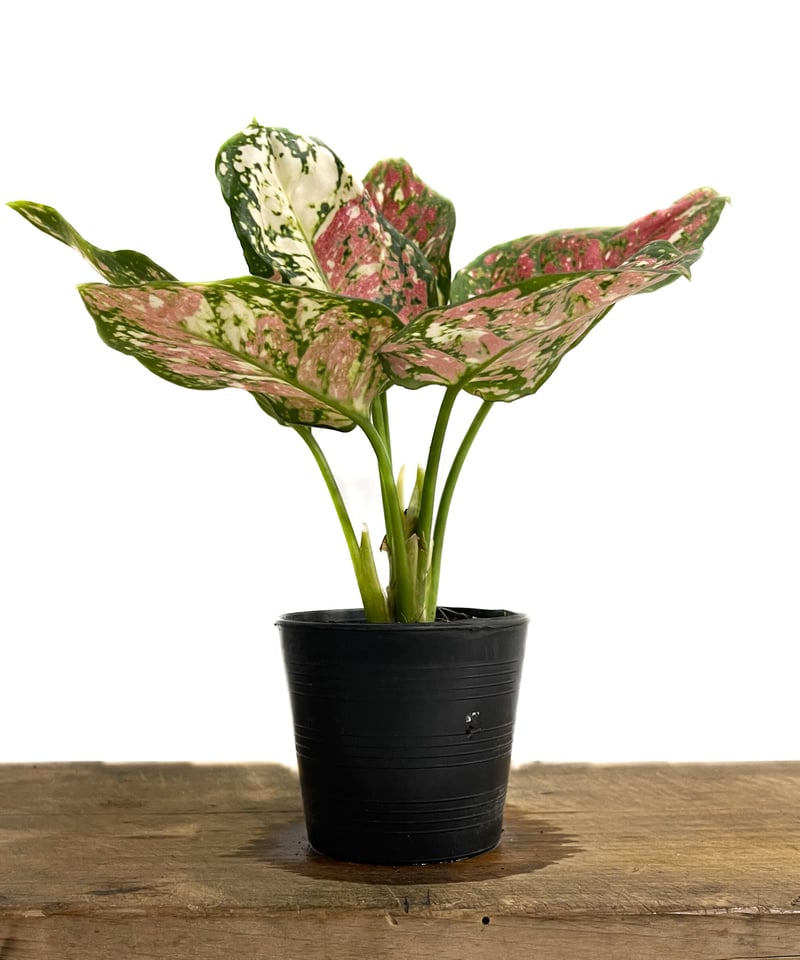 アグラオネマ アンヤマニー トリカラー「Aglaonema Unyamanee