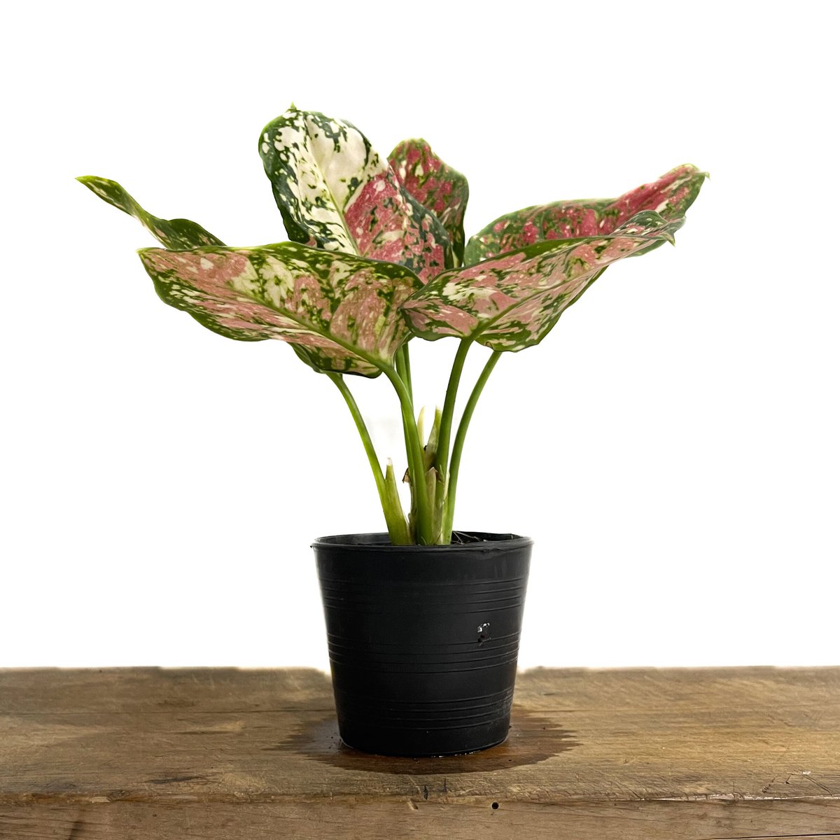 アグラオネマ ダイヤモンド トリカラー Aglaonema アグラオネマ ダイヤモンド トリカラー Aglaonema