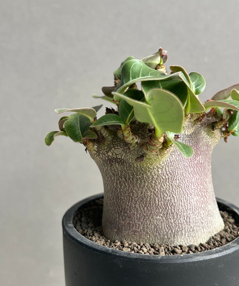 EMP アデニウム アラビカム ドワーフ ブラック / AD14 アデニウム アラビカム ドワーフ “ブラック”「adenium arabicum Dwar