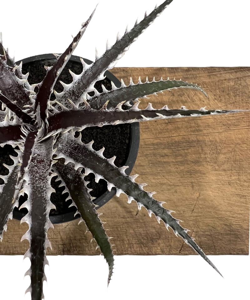 Dyckia ‘Samurai’ ディッキア 中株 Dyckia 'Samurai' (ディッキア サムライ) | ~龍の巣窟~