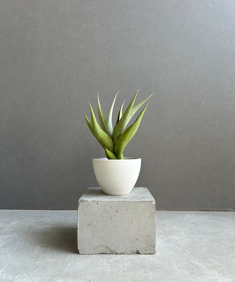 サンセベリア バイ-ビッド 「Sansevieria Bi-Bid (by Unyamanee