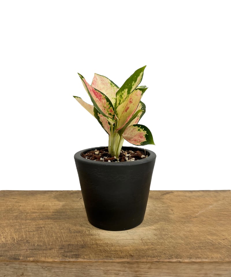 アグラオネマ ネオン 変異種 斑入 「Aglaonema Neon mutation アグラオネマ ネオン 変異種 斑入 「Aglaonema Neon mutation