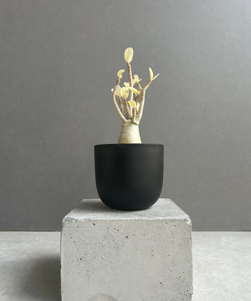 アデニウム アラビカム “アルビノ” 「Adenium arabicum “Albino”」