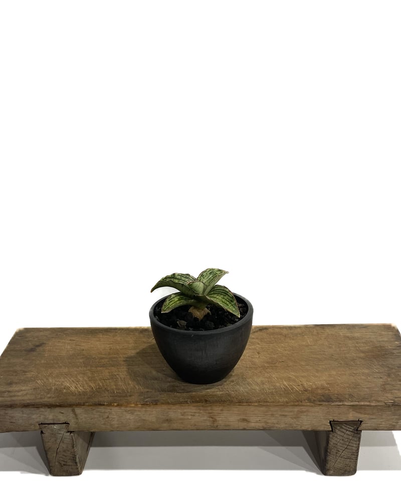 【現品】サンスベリア・クレオパトラ　7号　P29番 サンセベリア クレオパトラ | いかれ植物屋 CrazyMenAdventure