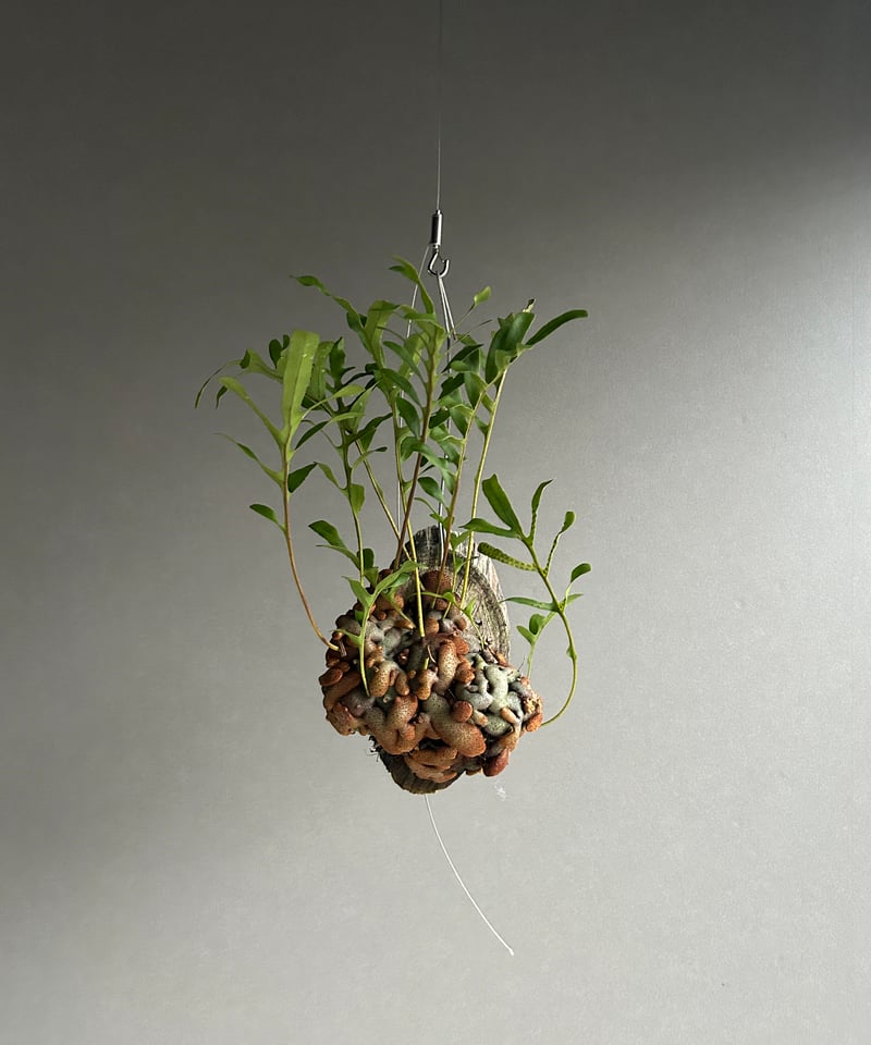 レカノプテリス クルスタセア「Lecanopteris crustacea」59J | SHO