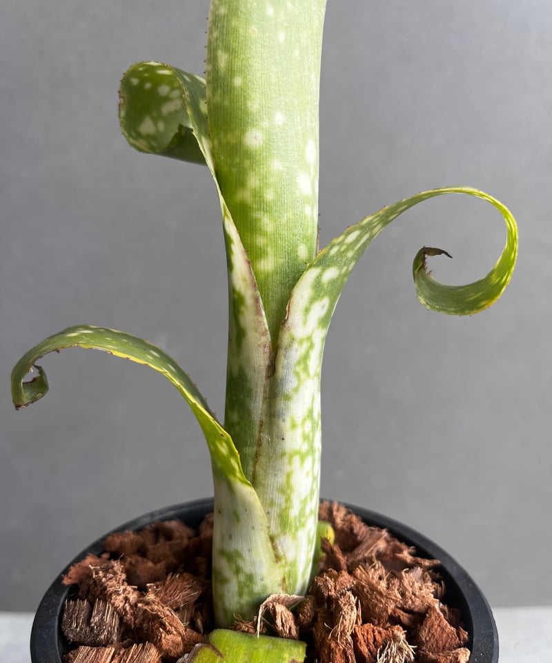 ビルベルギア レプトポーダ 「Billbergia leptopoda」33E | SHOUC