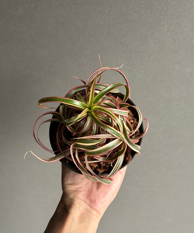 ドラセナ キュンティ+ object by 1218 「Dracaena concinne K